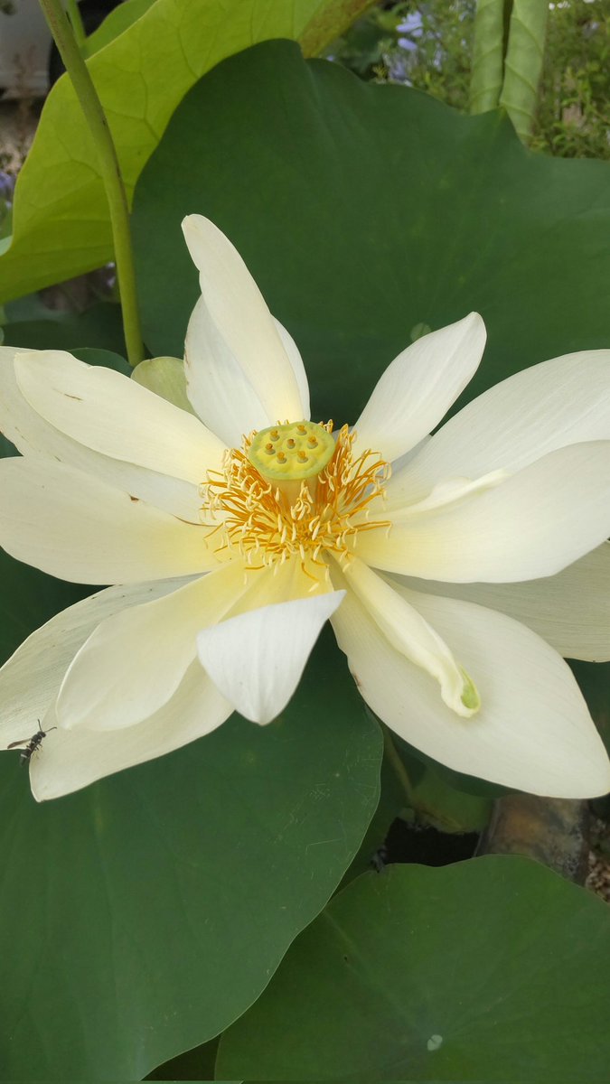 bodairushi's tweet photo. 蓮の花が次々開花しだしました。微妙香潔な清々しい香りがします。 https://t.co/BQ2Xfjg7sw