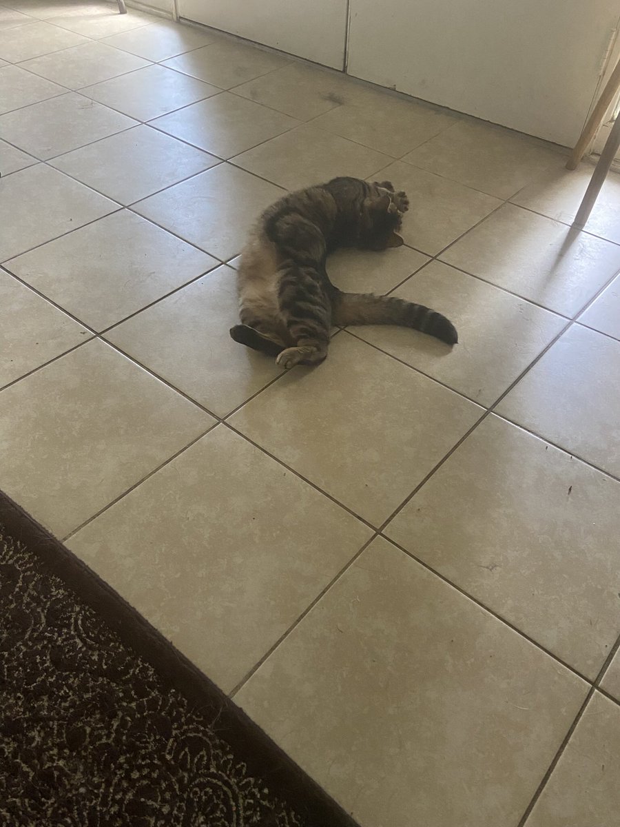 raush_mary's tweet photo. @JamesTate121 Here’s my grand cat Jasper. He loves to get his picture taken, and does silly poses https://t.co/MMQh9xwz1b