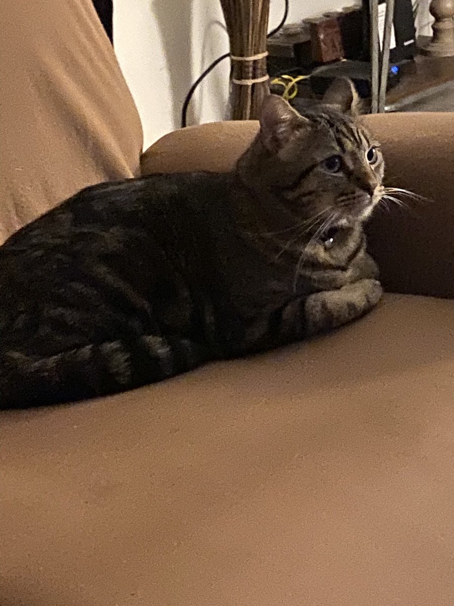 raush_mary's tweet photo. @JamesTate121 Here’s my grand cat Jasper. He loves to get his picture taken, and does silly poses https://t.co/MMQh9xwz1b