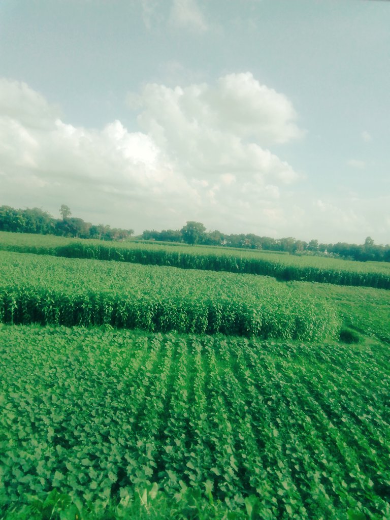 প্রকৃতির কি সৌন্দর্য শুভ সকাল বন্ধুরা