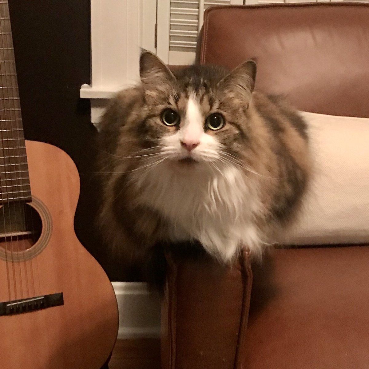 HumpHumpers's tweet photo. Feeling pretty chunky today pretty kitties!! 😹😹#CatsOfTwitter #cats https://t.co/AApDszpbVB