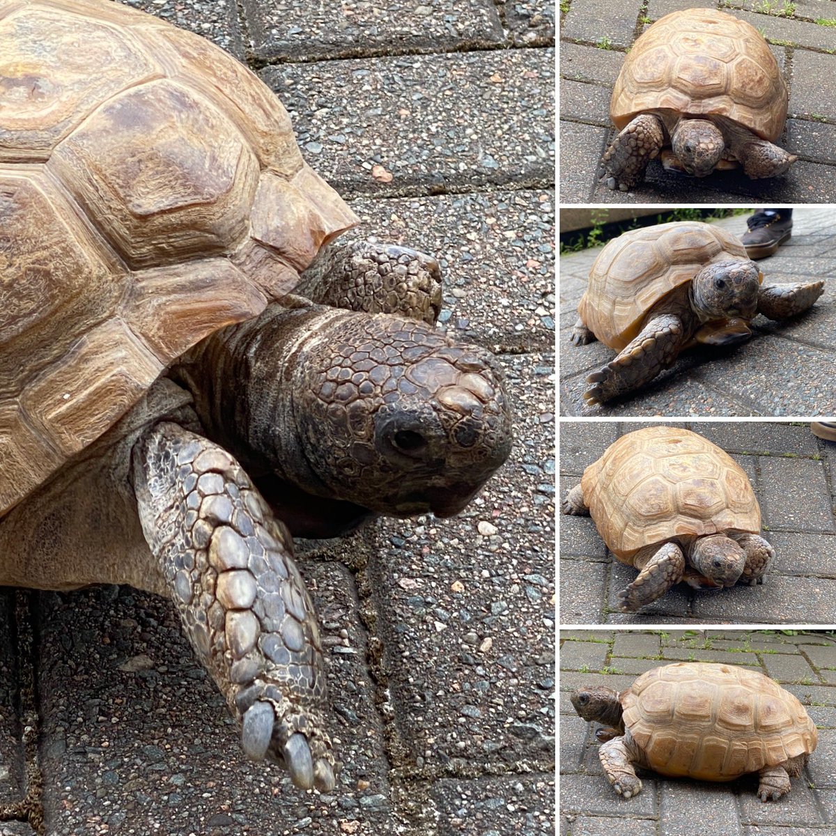 berducky's tweet photo. When visiting the museum; one must always take multiple picture of Gus the worlds best gopher tortoise. Turning 100 this year and doesn’t look a day over 70 😉🐢😍

#museumsorbust #gusthetortoise #gophertortoise #gusis100 #halifax #novascotia @MNH_Naturalists @NS_Museum https://t.co/xNqDDWYTgL