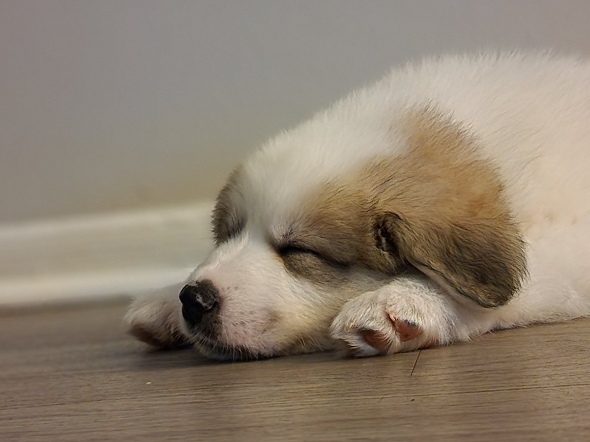 #napping #Pyrenees