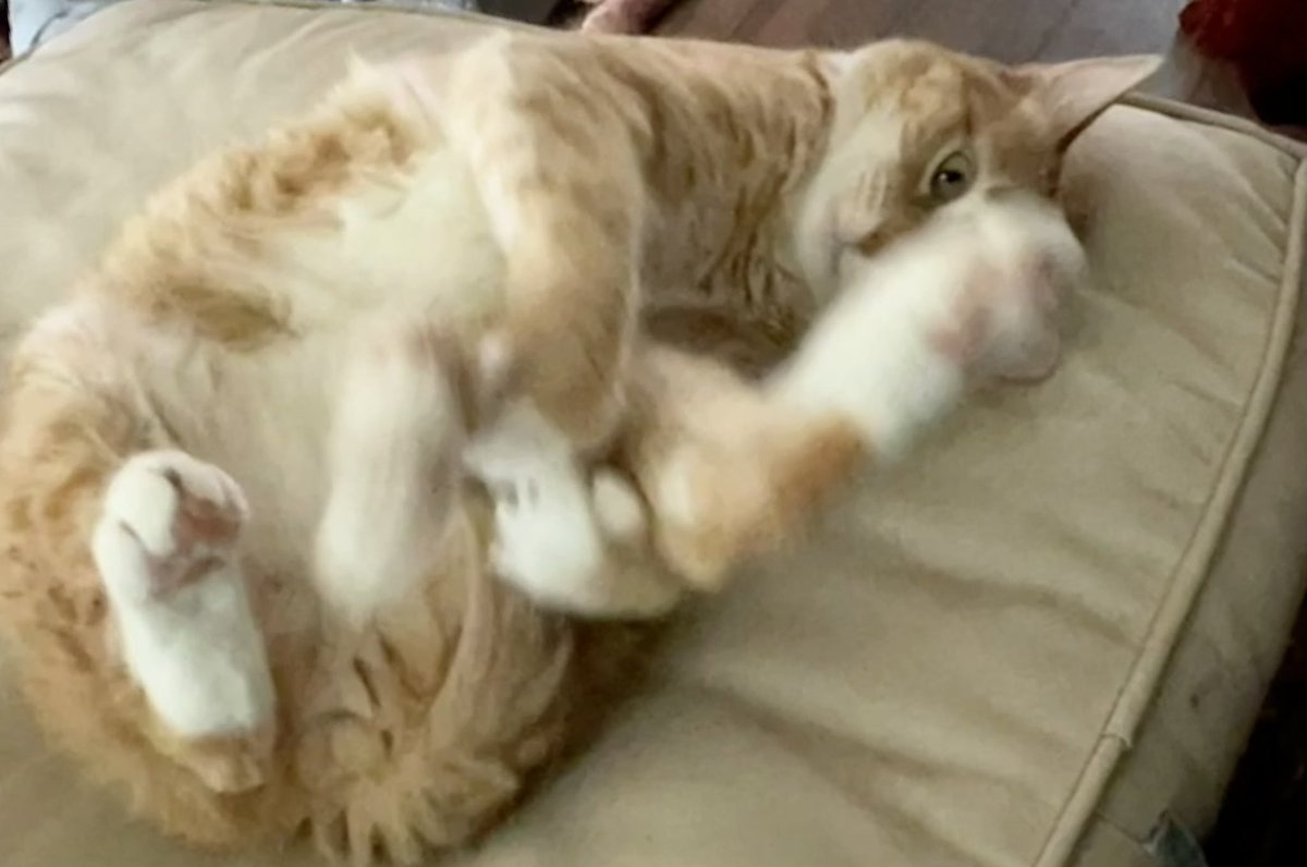 JortsTheCat's tweet photo. GET BACK HERE FOOT I AM TRYING TO WASH YOU https://t.co/MGHgHpgASH