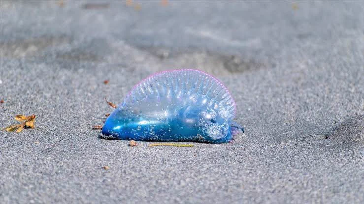 見つけても絶対触らないで！海に打ち上げられている餃子！？