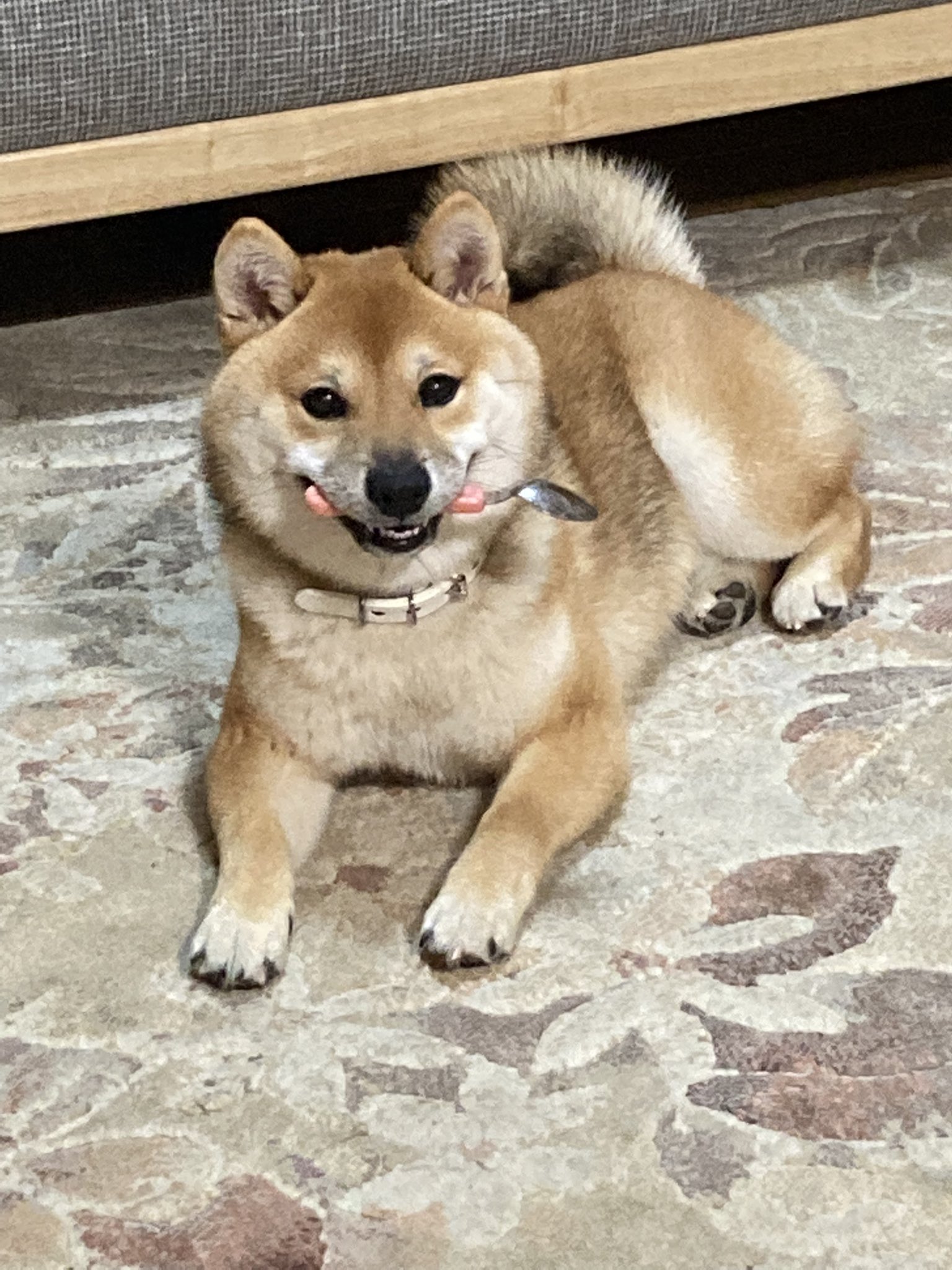 ふたえの豆太郎 スプーン取ってドヤ顔するな 豆柴 犬好きさんと繋がりたい T Co 51z0kguyfm Twitter