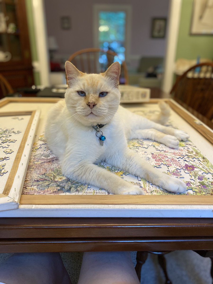 Staying in and avoiding noisy fireworks and the fall of democracy.  #FourthofJuly #CatsOfTwitter #CatsOnTwitter #FourthofJuly2022 #puzzles #catsjudgingthesupremecourt