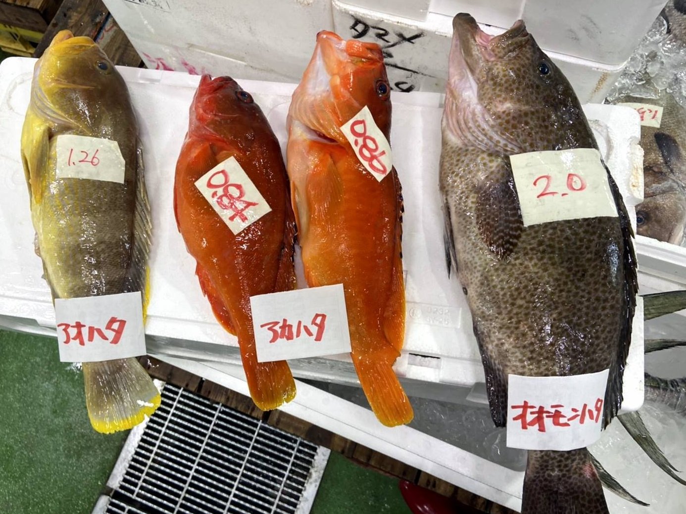 山陰浜田港 渡辺鮮魚店 Watanabesengyo Twitter