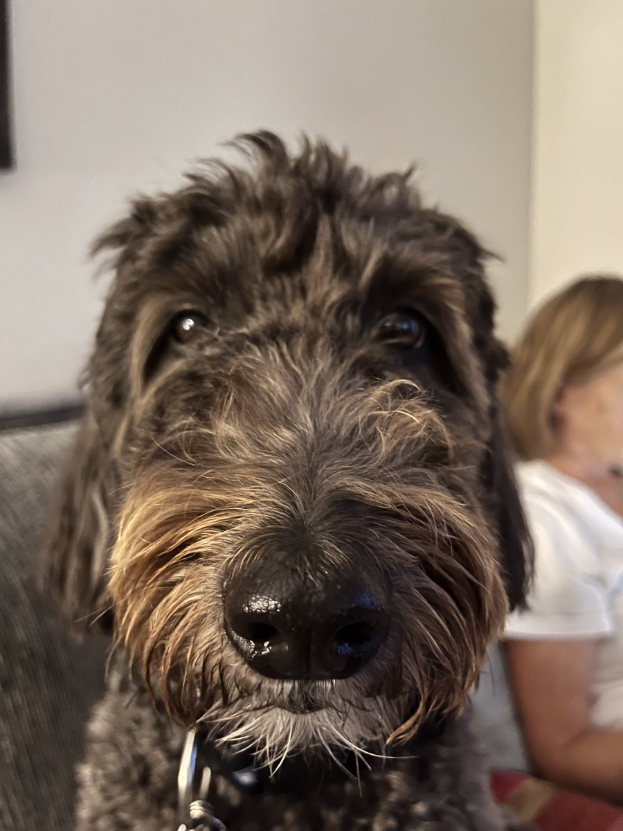 BooBoo_Mom's tweet photo. Would you boop me @dog_rates? https://t.co/oRSwKHYNp9