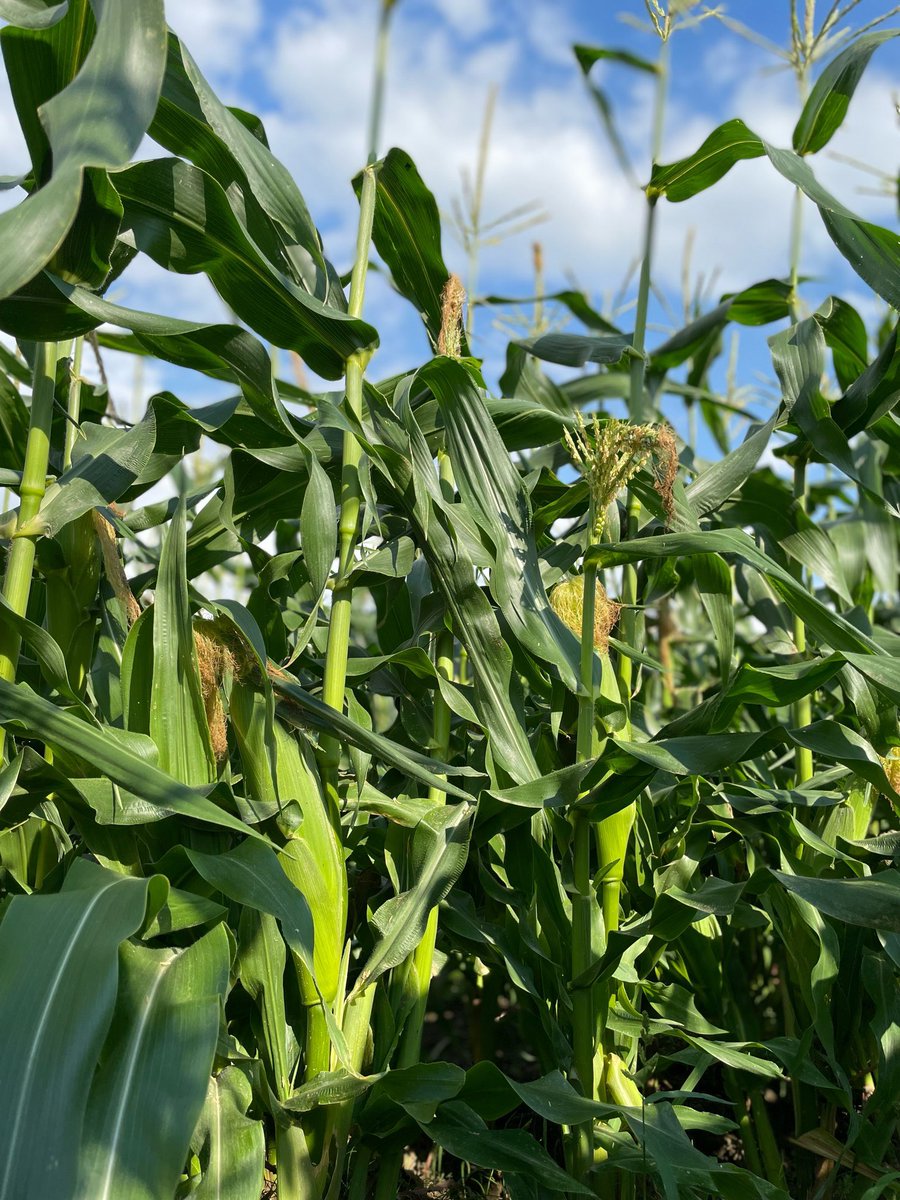 最近お問い合わせの多い「とうもろこし」ですが、もう少々お待ち下さいm(_ _)m