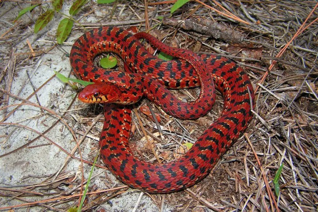 USARKFlorida's tweet photo. Red, White, and Blue herps for 4th of July!

Red Eastern Garter Snake from Carteret County, NC 
Photo by Daniel Parker
#FourthofJuly
#easterngartersnake #gartersnake
#thamnophis #gartersnakes #colubrids #Snake https://t.co/fF1YEoLQsE