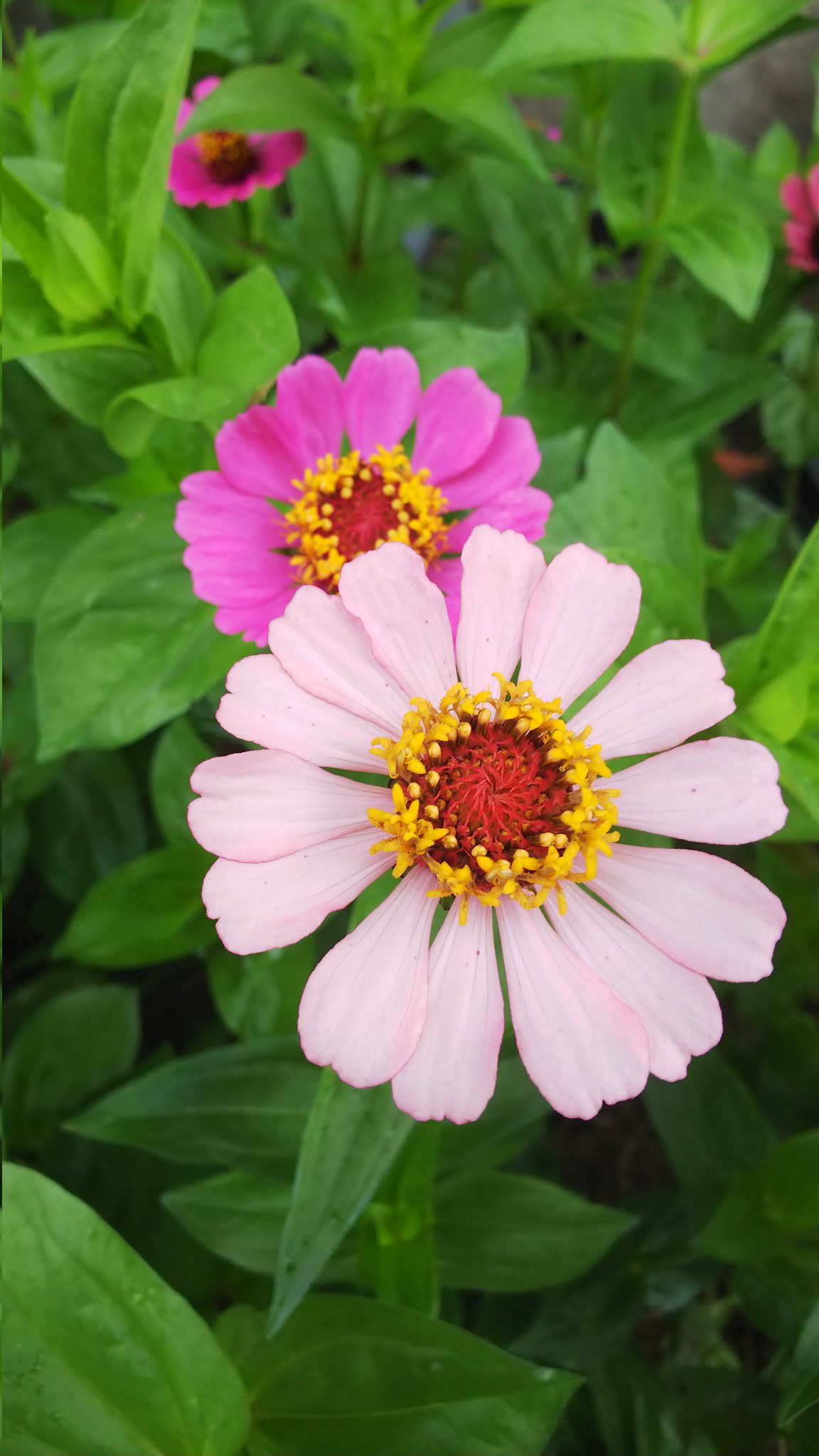 Zinnia Twitter Search Twitter