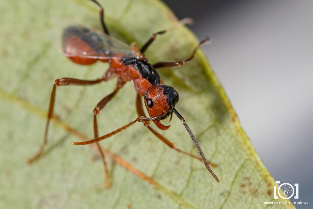apsciencebydan's tweet photo. I am much less confused about this ant now than I was this morning, thanks to a lot of great comments (many of which I need to get to)!

So, yeah, they're a bilateral gynandromorphic individual, genus polyergus - Amazon ants! I learned a lot of new things today. 😄

More pics: https://t.co/FJRd4QJZNT