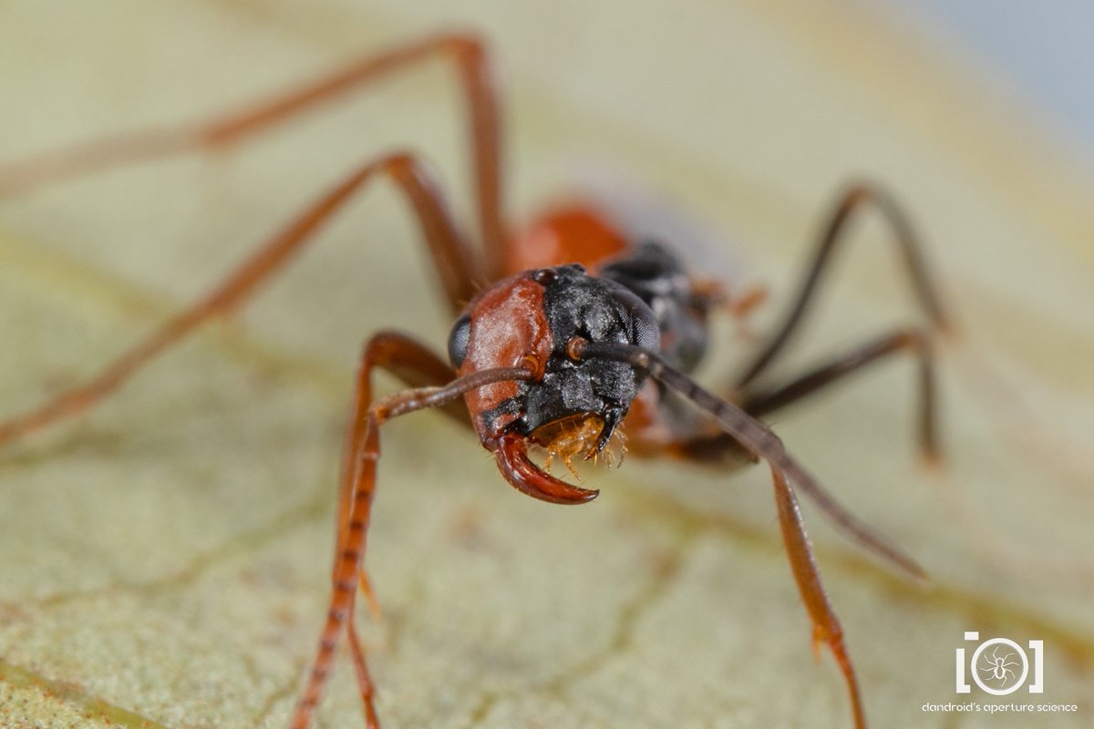 I am much less confused about this ant now than I was this morning, thanks to a lot of great comments (many of which I need to get to)!

So, yeah, they're a bilateral gynandromorphic individual, genus polyergus - Amazon ants! I learned a lot of new things today. 😄

More pics: