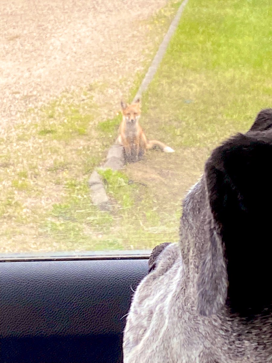 A good thing there is a window between them. 4 pups in the culvert in town