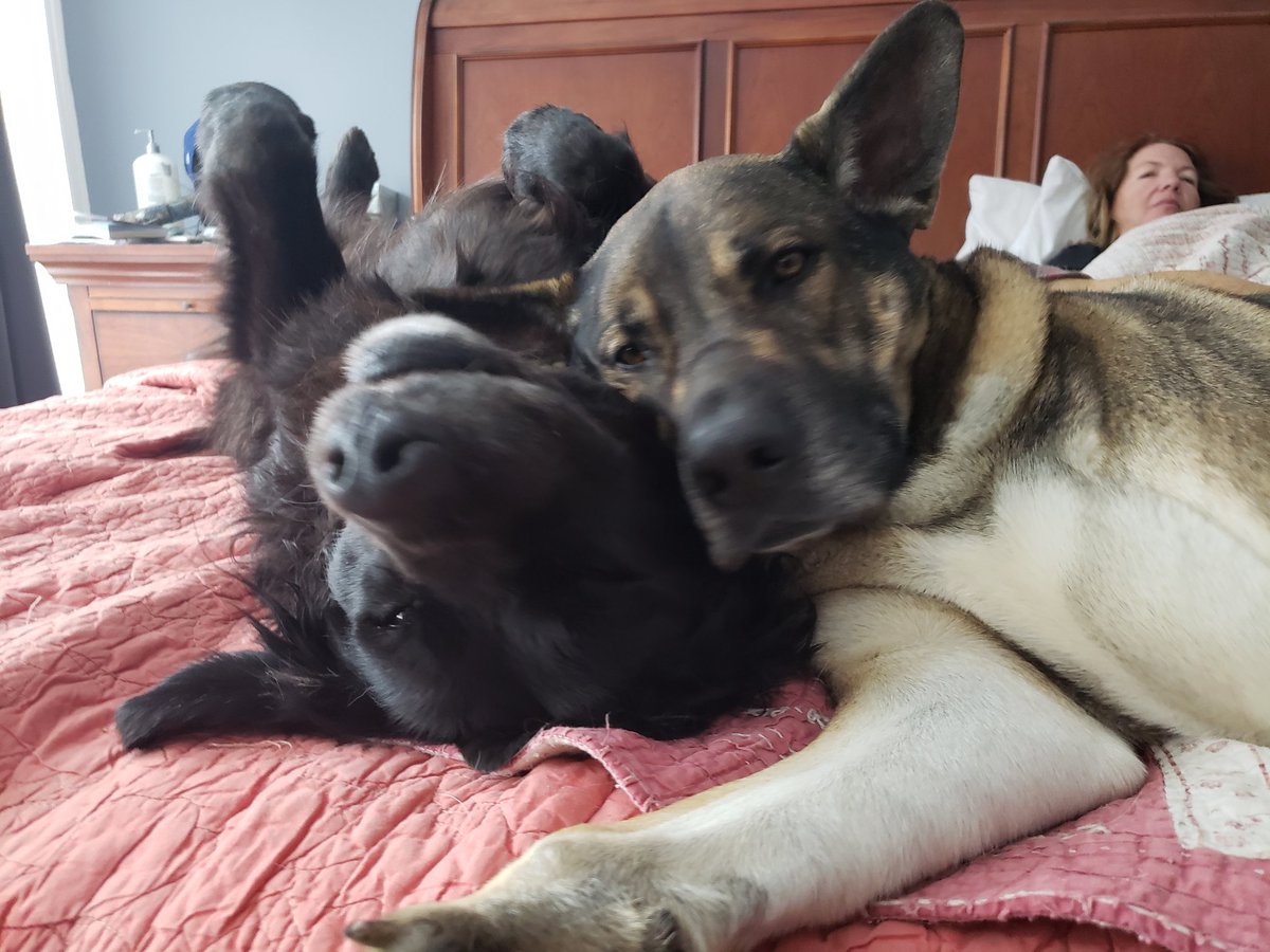 pakoffellas's tweet photo. @dogmusic9 Love the moniker, my crew, 3 are therapy dogs. From rescues to loves. 
Be well. https://t.co/ghhdOnOsPu