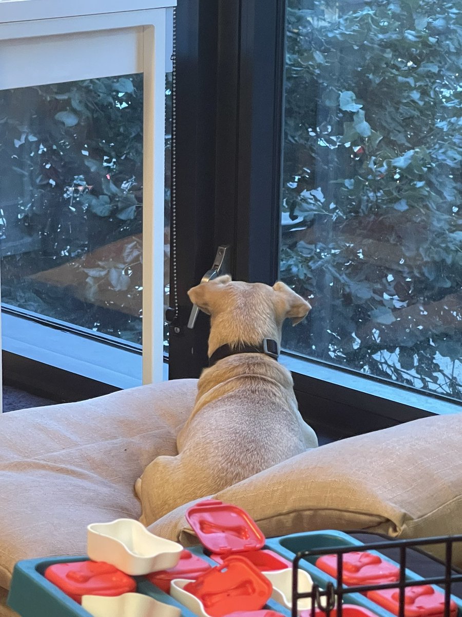 I think my dog is INTERESTED in the fireworks