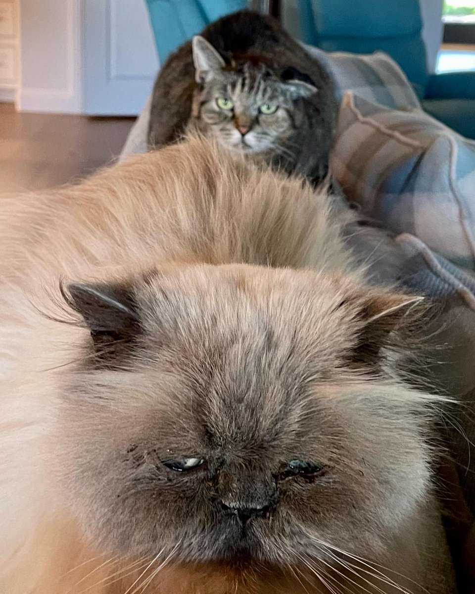 FreyjaCurlyEars's tweet photo. Mom’s cat Mr. Tibbles and Fiddler, the cat who is in love with him. #mrtibbles #himalayancat #himalayansofinstagram #love #somebodyswatchingme #momscat #cats #catsofinstagram #catstagram #pet #love #cute #kitty #instacat #catlover petstagram #meow #lovecats #cute #fluffy #kat #ka https://t.co/QoNpape1TF