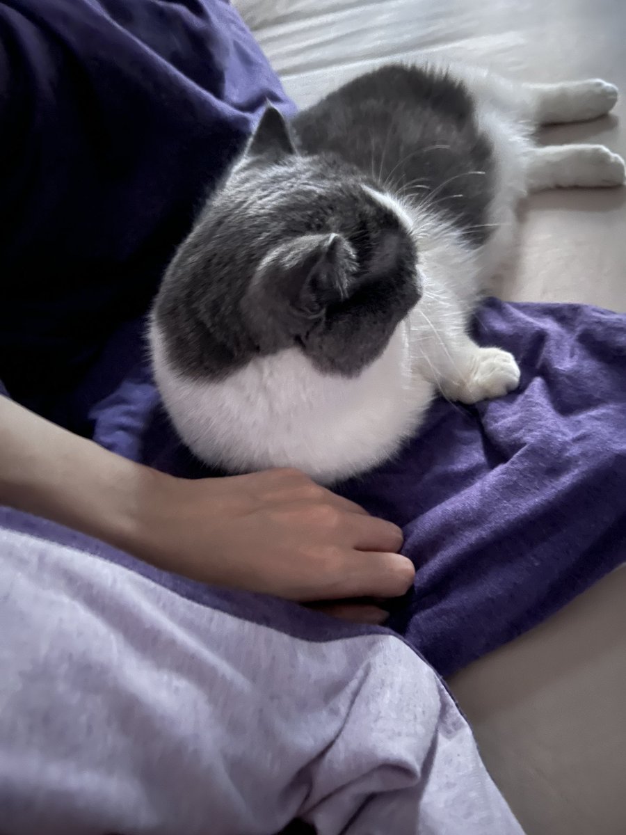 小猫咪真的是难得肯陪我一次。
平时早就吵着不要呆在房间了。 https://t.co/WisCRekII9