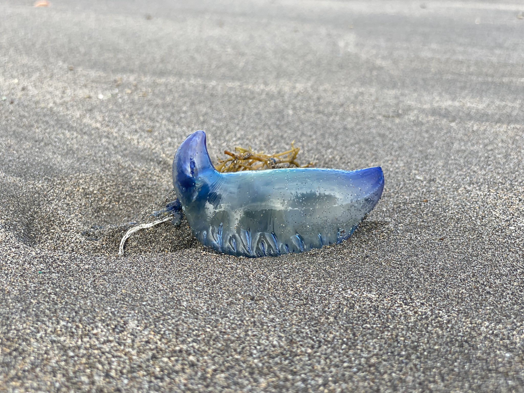 Kago 鎌倉暮らし 本日もたくさんのカツオノエボシくん 触っちゃダメよ 踏んじゃダメよ 鎌倉 由比ガ浜海岸 猛毒クラゲ T Co 1olv0qsxp1 Twitter