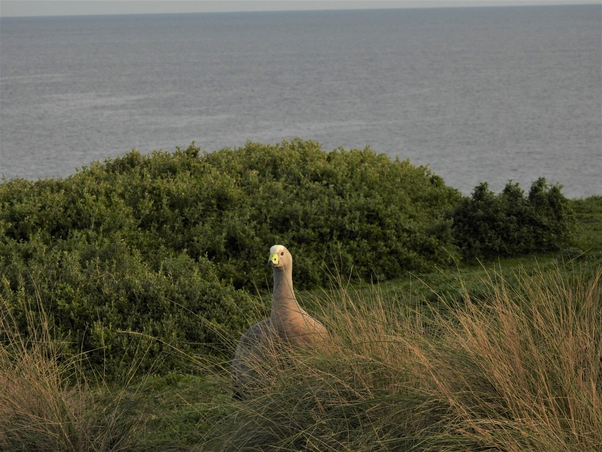 E_R_Australia's tweet photo. #capebarrengeese are currently breeding on #Millowl!(#philipisland) These impressively large geese are #vulnerable to extinction in Victoria, and lay 4-5 eggs in a down-lined nest in grass. #bunurongcountry #Cereopsisnovaehollandiae #ownpic https://t.co/JGTwRZ2gsv