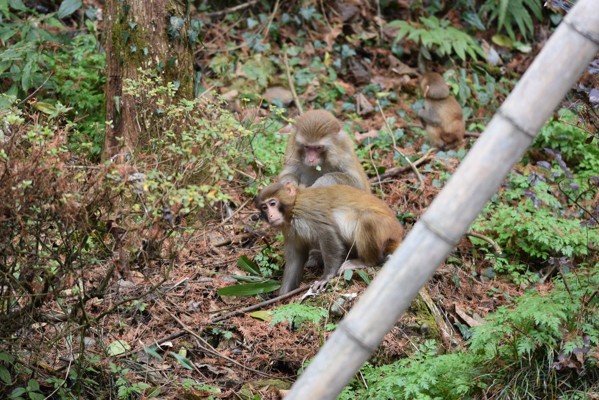 Rhesus macaques (Macaca mulatta) around Zhangjiajie National Park, Hunan Province in China. We couldn't enter the NP because of the COVID regulation, but I was still happy to see hundreds of macaques!