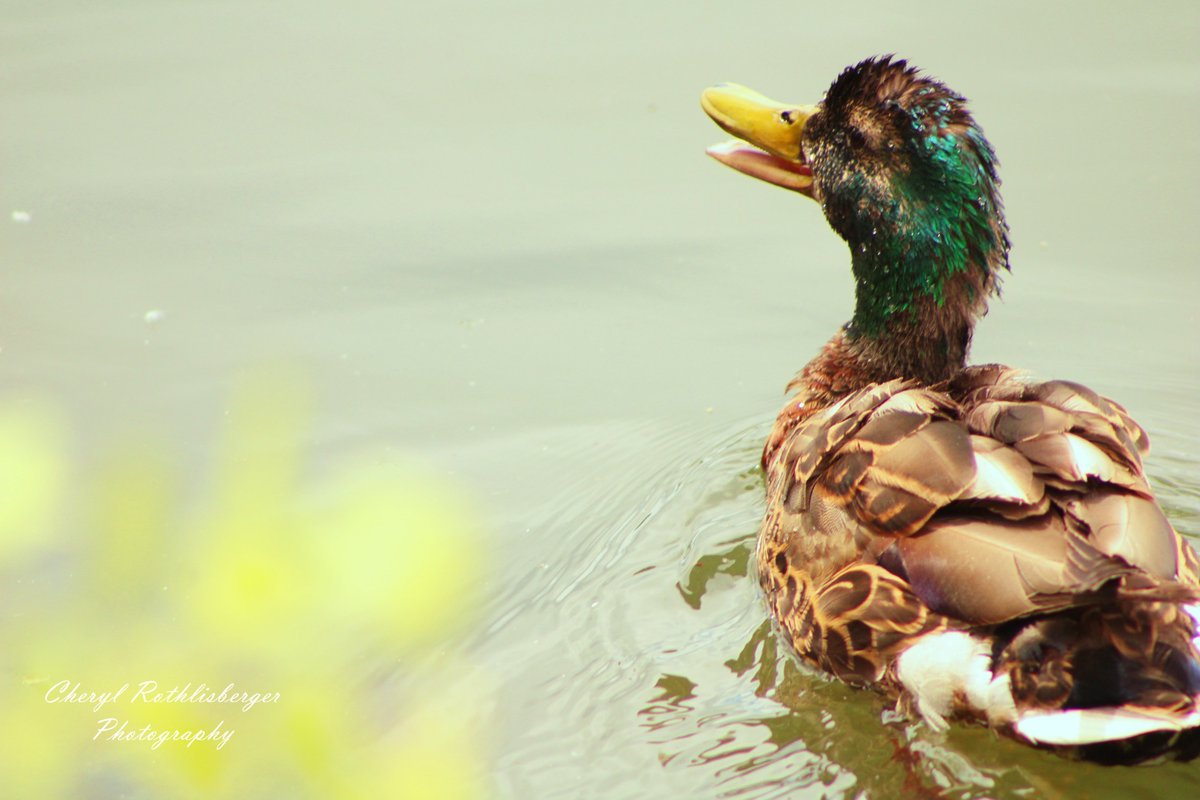 CherylRPhoto's tweet photo. Don't let it ruffle your feathers 🦆
~~
#duckpics @ducks #mallard #duck #birds #birdphotography #birdwatching #duckpond #birdlovers #pond #lake #nature #naturelovers #naturephotography #greatoutdoors #country #wildlife #animals #waterfowl #photography #feathers https://t.co/miWu2uE0DD