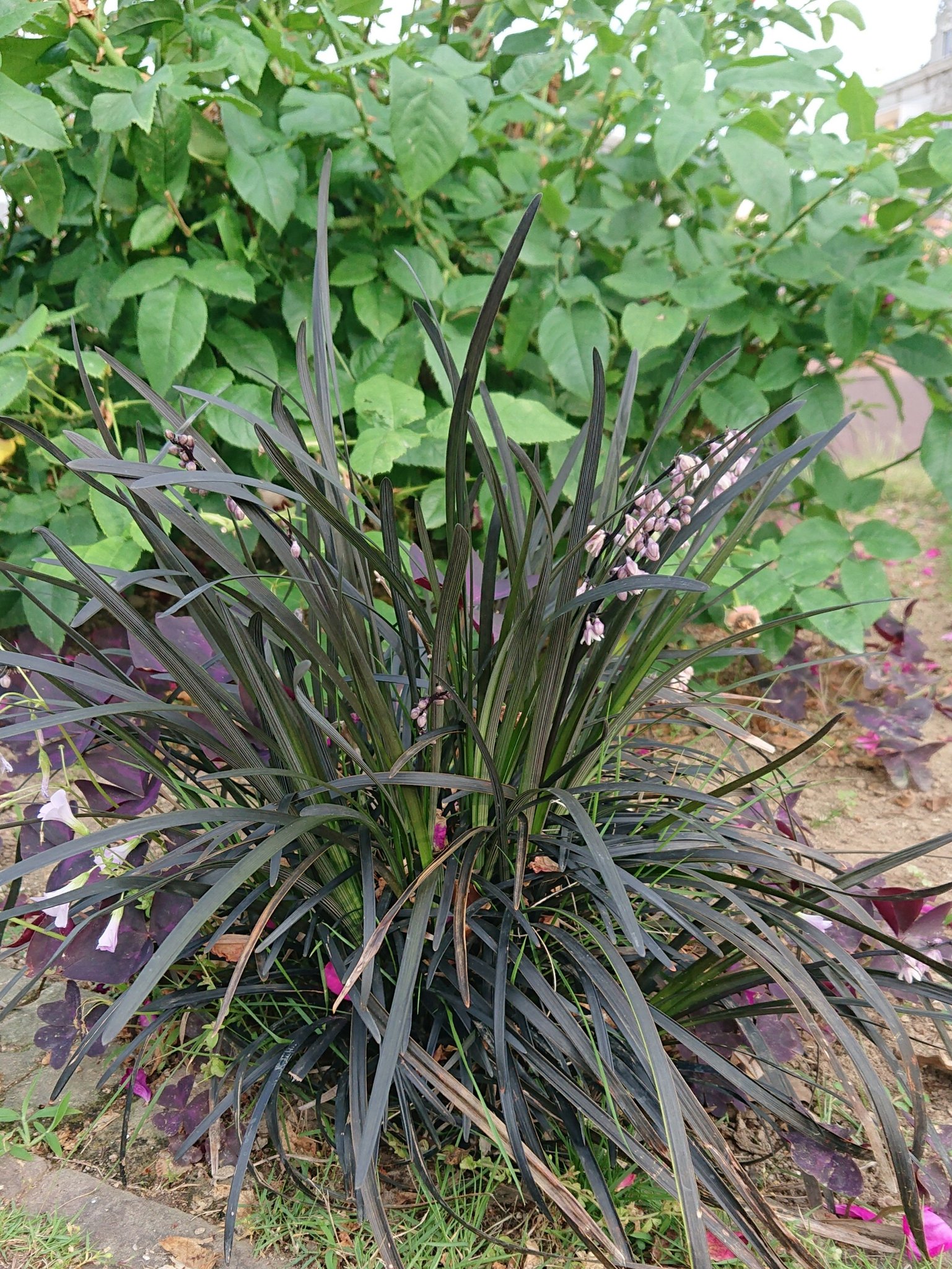 コクリュウ Twitter Search Twitter