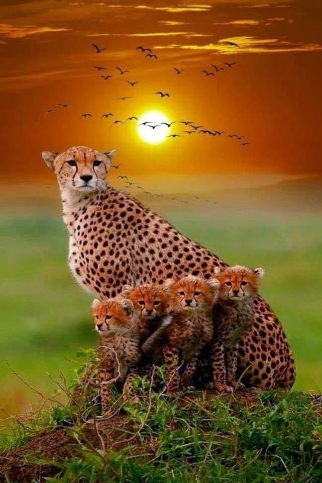AmordAlma_'s tweet image. The mother is all proud of her children โค๏ธ