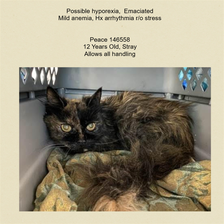 DubJH1009's tweet photo. https://t.co/NZ6GT8gRLz #NeedsHelpNow #HelpImmediately #DontLetHerDie #GetHerOutOfThere #WillBeKilled #Emergency #nyc #cats https://t.co/aYFxY6rhC8
