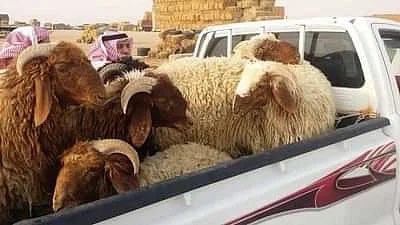 شروط الأضحية في توضيحات لـ"الحمود": 4 عيوب مانعة من الأجزاء.

sabq.org/saudia/%D8%B4%…