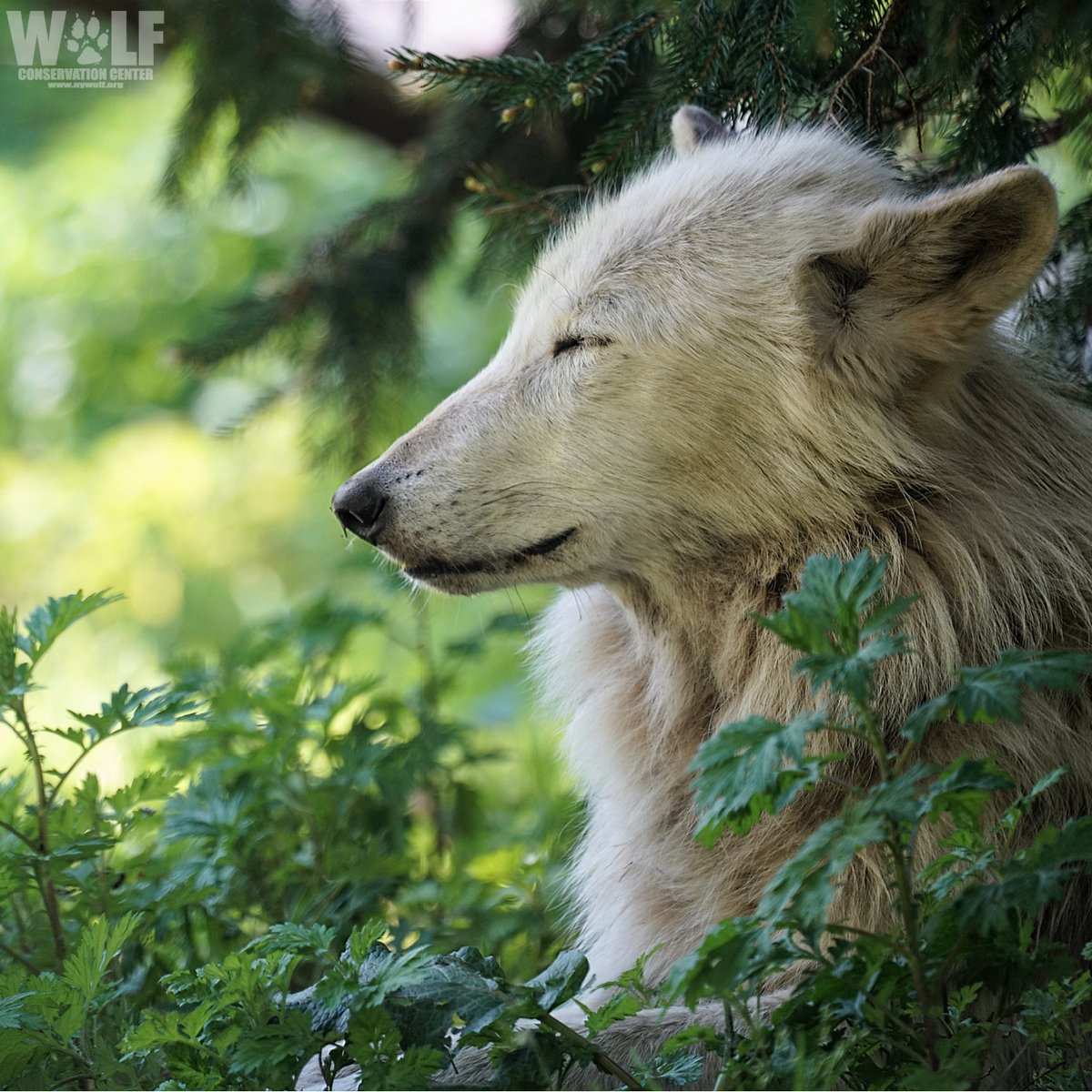 nywolforg's tweet photo. Just breathe. 🐺 https://t.co/PrskdUM0NW