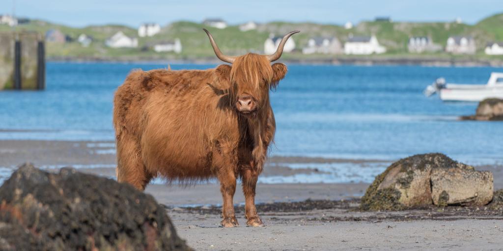 TRM'S June 2022 Journal is now available. 

Isle of Skye's natural beauty is the perfect backdrop for a growing whisky distillery scene.
Click on conta.cc/3OIzV5T to read this article.

Subscribe for FREE at travelresearchmonthly.com
#Scotland
#IsleofSkye
#Whisky
