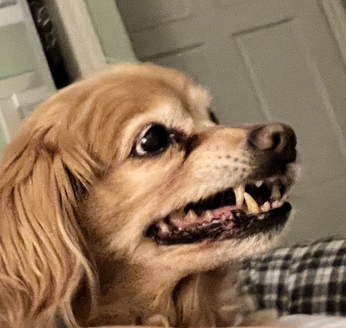 when u want to make friends with the mailman but u also scared
