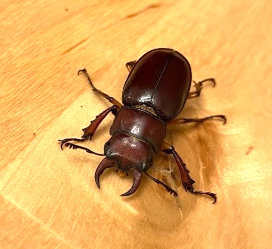 Finished grilling, finished fireworks, went to check  the bug light and was rewarded with teneb species #50 for the year (Strongylium terminatum) and this cute Lucanus capreolus. #SuburbanBeetles #CatchAndRelease #Cute.