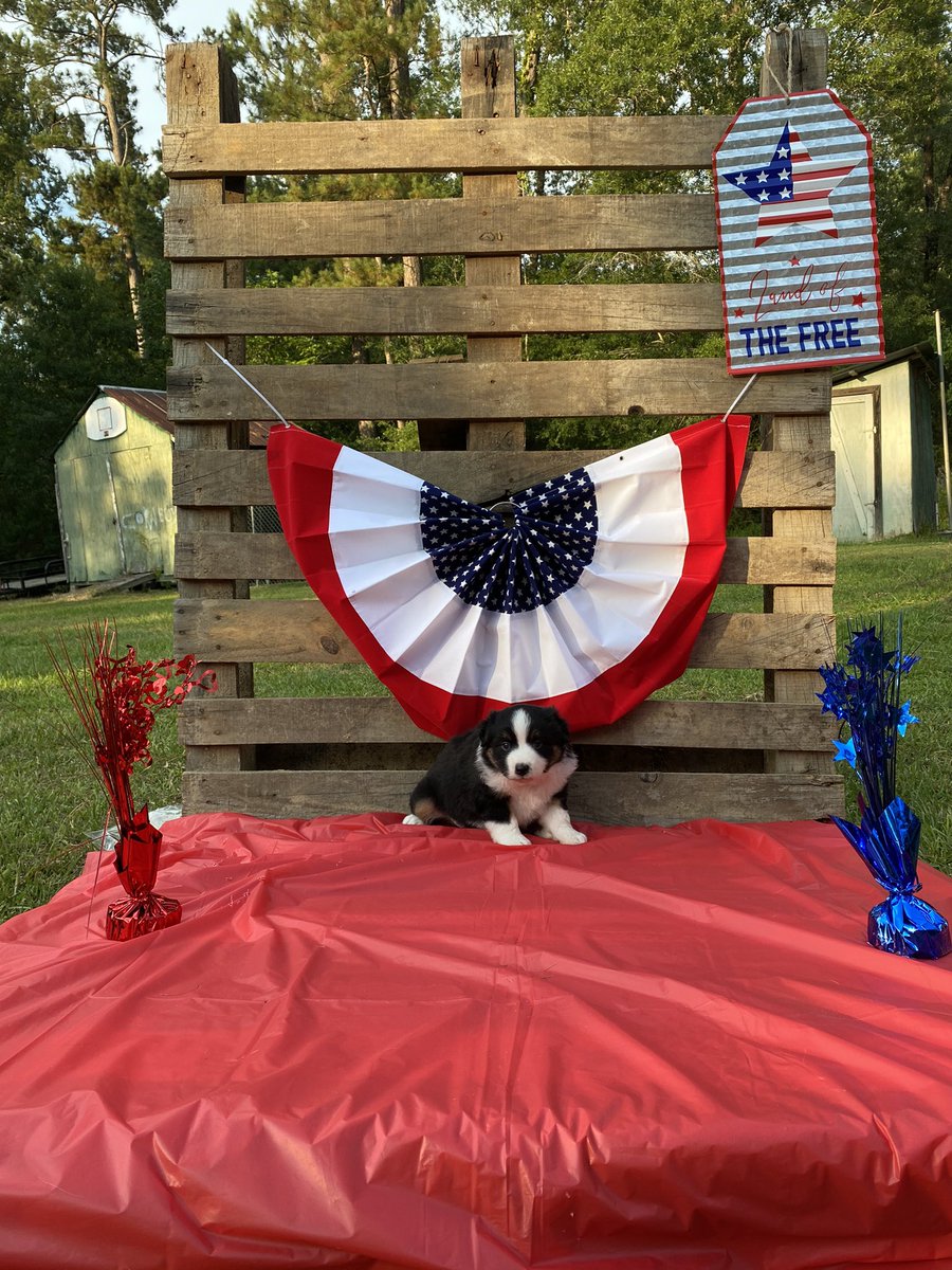 TharpPayton's tweet photo. Happy Fourth of July from these little firecrackers! Mini Aussies ready to go home today! Tails docked and declaws removed, also have had the first set of shots and wormer💙❤️ PM me for more pics ! https://t.co/4SiU5L0Tdp
