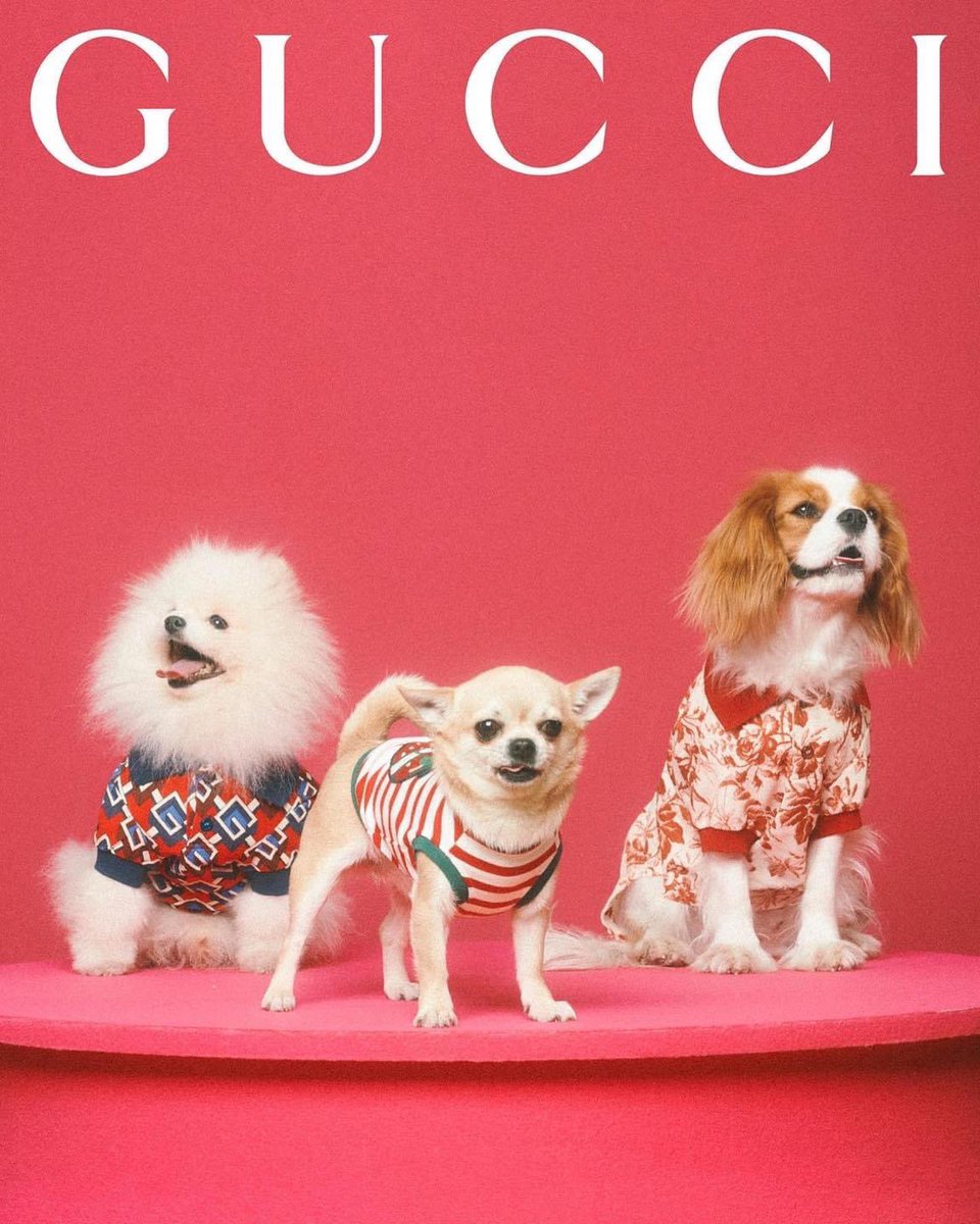 5hinee_1's tweet photo. Gucci just released a pet line. So now Commes Des and Garçon can now have their own “my gucci burned” moment 

#KimKibumSHINee #SHINee #KeyofSHINee https://t.co/Olo5g0e7Fj