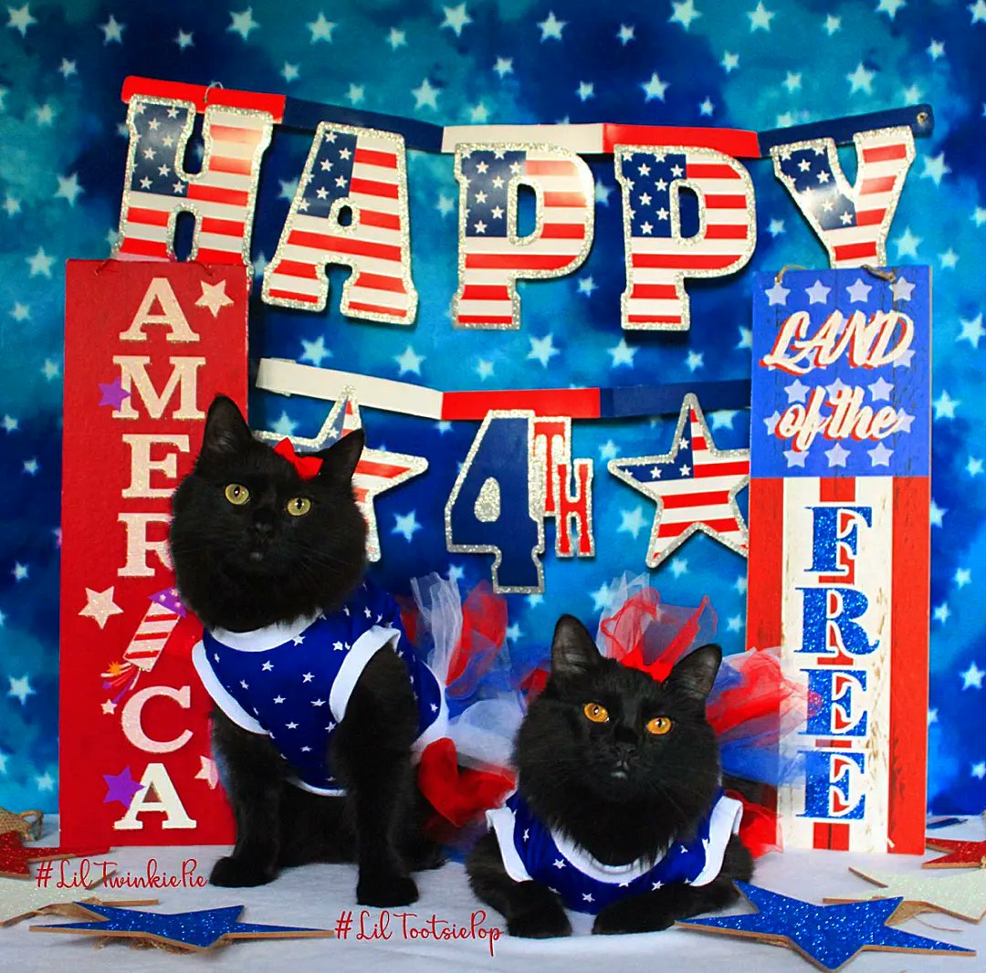 LilMissBabycat's tweet photo. 🇺🇸❤️🇺🇸 #Happy4thofJuly !!! 🇺🇸😺🇺🇸.

#LilMissBabycat #LilTootsiePop #lilTwinkiePie #redwhiteandblue #merica #4thofjuly #fireworks  #fourthofjuly #IndepawdenceDay https://t.co/SKaA1sDthr