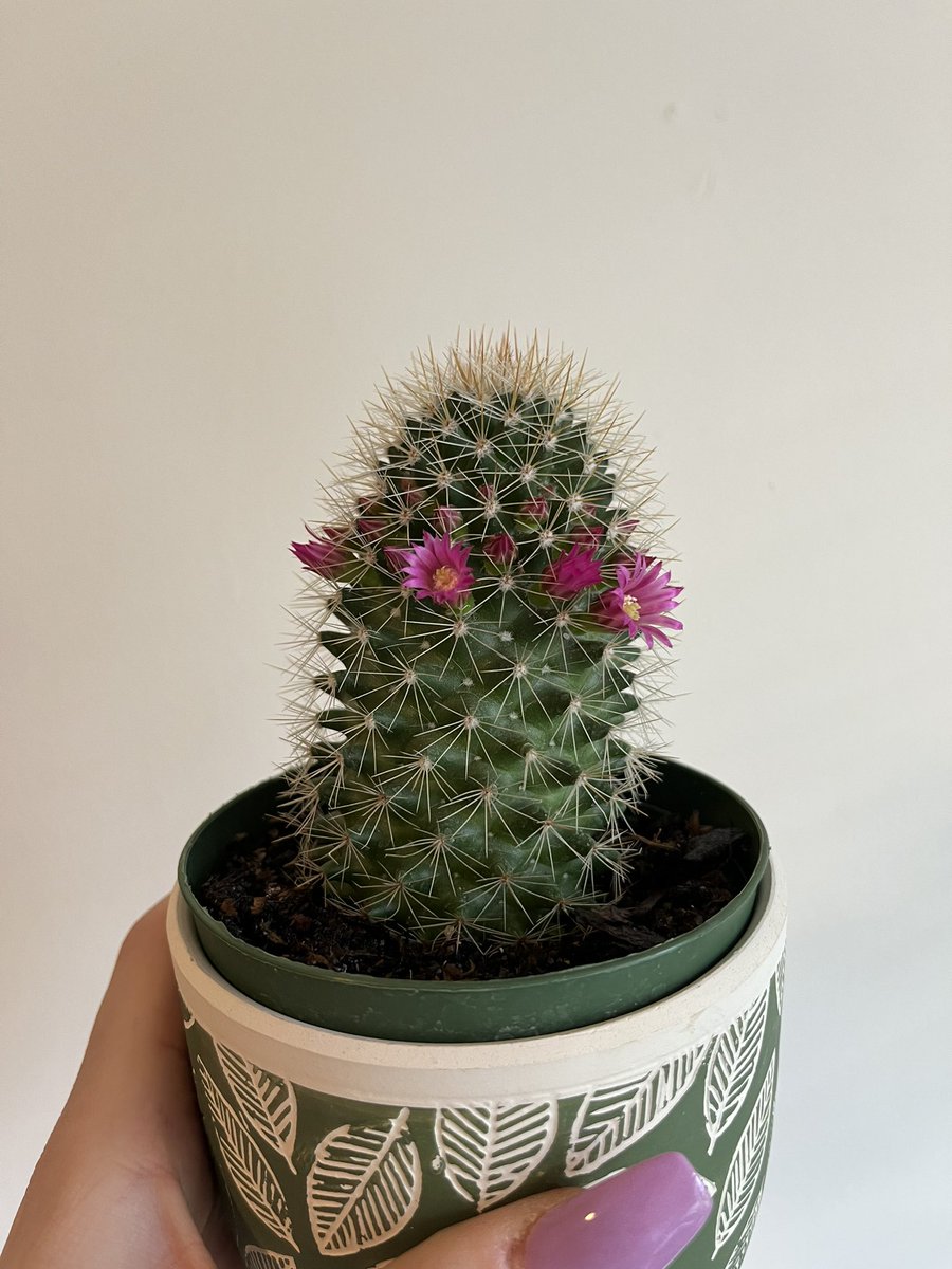 katievettter's tweet photo. @thatizztrippy I have the same cactus! it’s so cute https://t.co/PqvoYicbWD