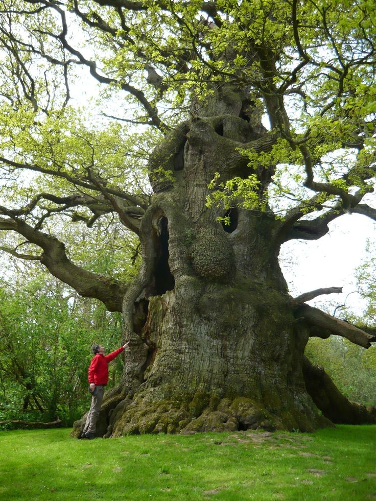 Efarah5's tweet photo. این درخت در ایران
نواحی ارس
چه شکوهی!!
#treee
#nature https://t.co/dvs1jy32cO