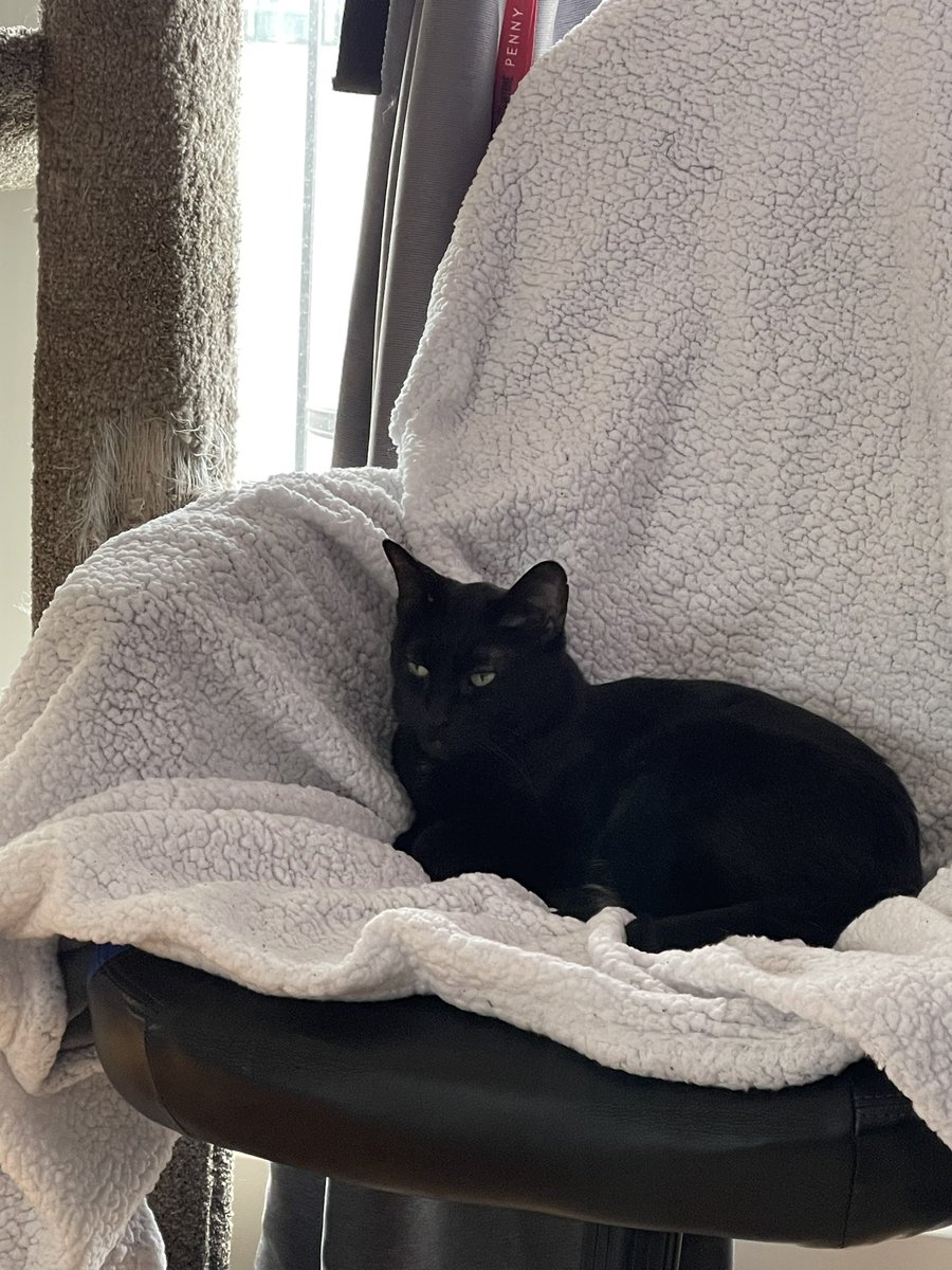 RealityFilled's tweet photo. @seananmcguire Penelope hopes your day is getting better. https://t.co/W4ZzRoWHqp