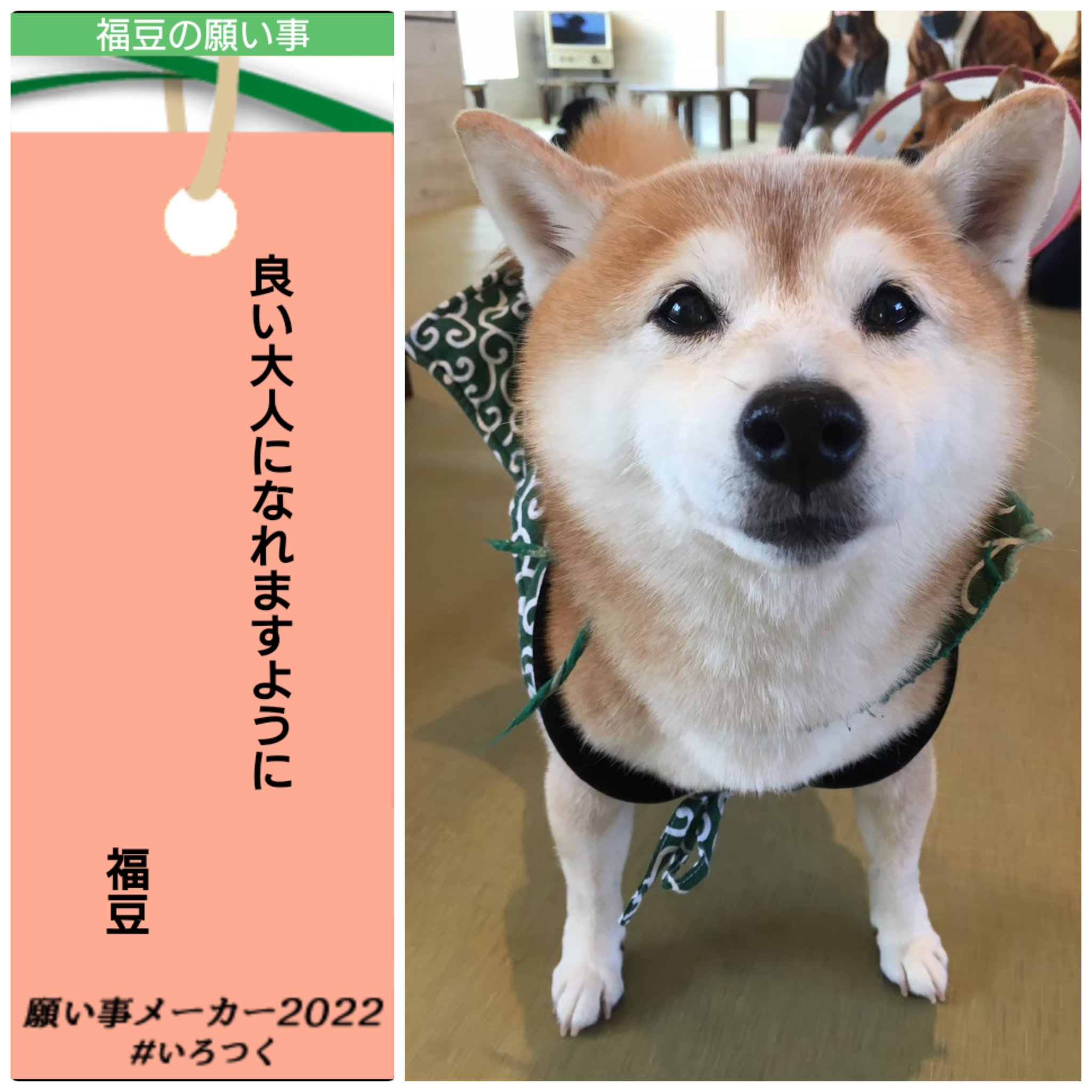 تويتر 鎌倉乃豆柴カフェ على تويتر もうすぐ七夕ですね ということで 願い事メーカーで 皆さんの願いを調べてみました 面白かったものをいくつか紹介します 福さん 頑張ってください 鎌倉 豆柴カフェ 七夕 願い事メーカー22 もう大人ですよ تويتر 鎌倉乃豆柴カフェ على تويتر もうすぐ七夕ですね ということで 願い事メーカーで 皆さんの願いを調べてみました 面白かったものをいくつか紹介します 福さん 頑張ってください 鎌倉 豆柴カフェ 七夕 願い事メーカー22 もう大人ですよ