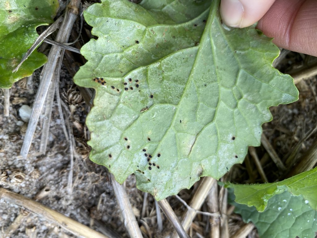 8 leaf canola getting hammered 🔨