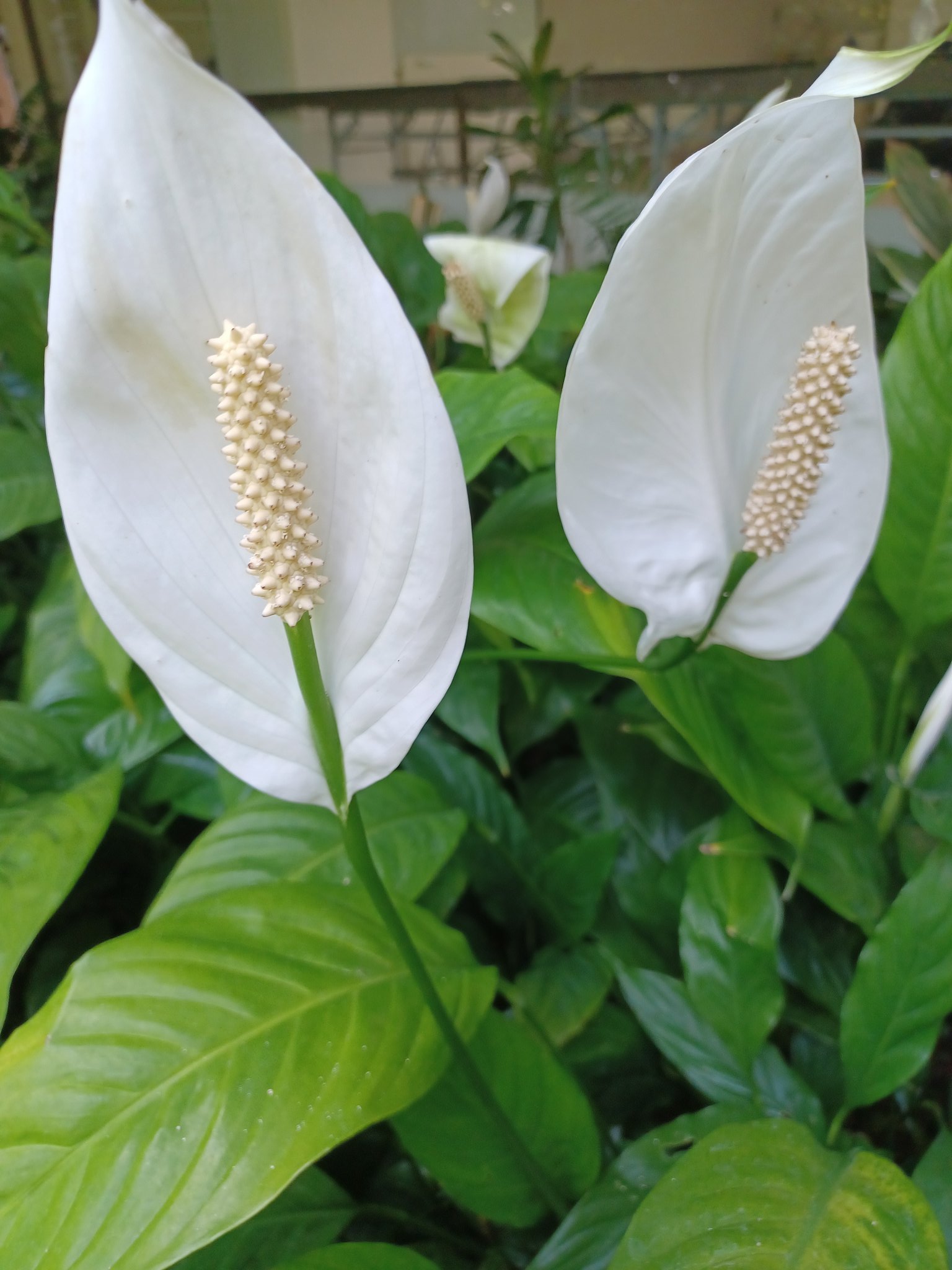 はなはな 水芭蕉 花言葉 変わらぬ美しさ 美しい思い出 T Co Vcifj1ukb8 Twitter