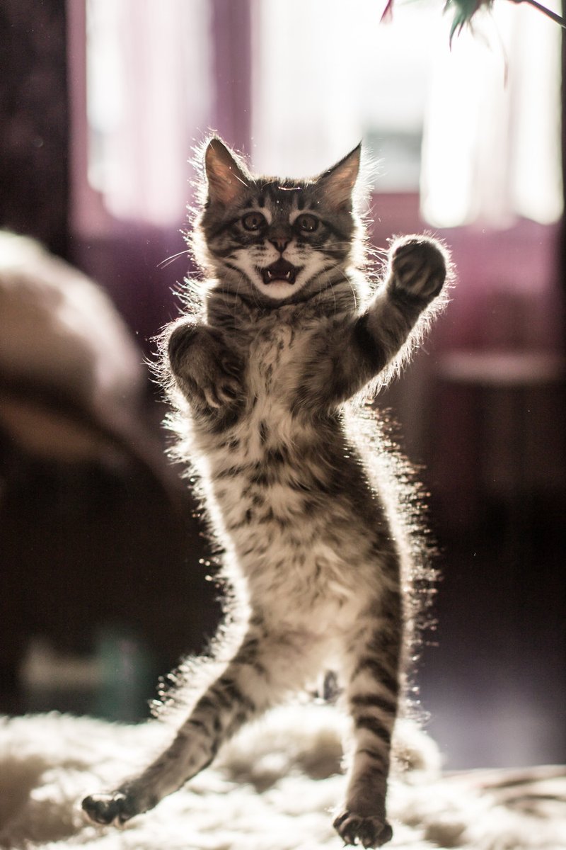 Wildpaws_nft's tweet photo. Getting a bit hyper-excited for the launch of our Wildpaws NFT collection!!!!
#Wildpaws #Wildpawsnft #catnft #catlovers
Pic: Pinterest https://t.co/MJRxIyga0L