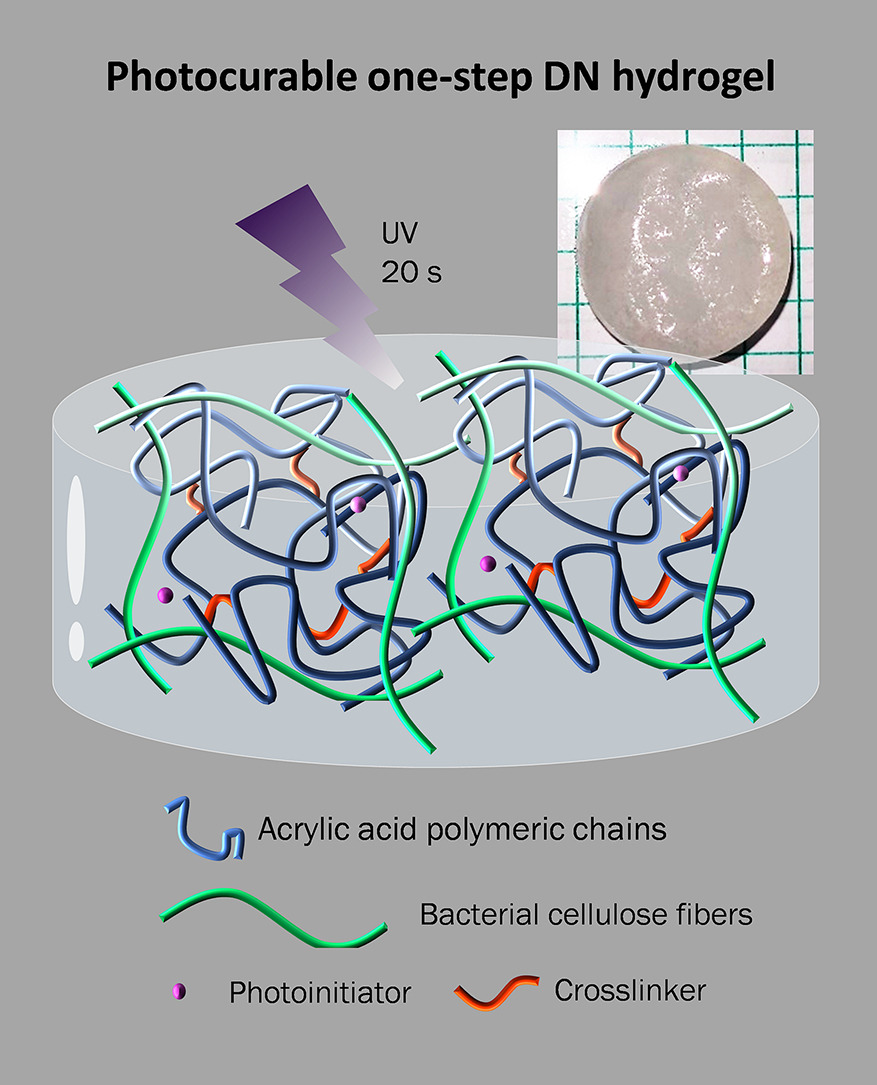 #HotOffThePress One-step double network #hydrogels of photocurable monomers and #BacterialCellulose fibers. 
Former N&amp;N group member  Dr. Soledad Roig-Sanchez and group member <a href="/NanthildeMLD/">Nanthilde</a>  have participated in this article under the supervision of @alaromaine  and <a href="/AnnaRoig8/">Anna Roig</a>