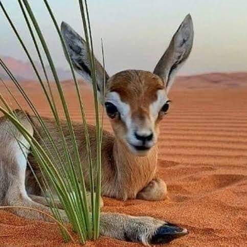 KhanzadiMurtaza's tweet photo. ظالمو ھن سونهن کي مارڻ وقت اوھان جا ھٿ ڪون ڏڪيا 

#SayNoToHuntingDeer https://t.co/t9H1ybDuBe