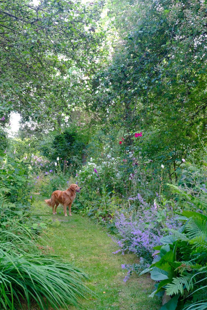 TheMontyDon's tweet photo. The Orchard beds being inspected by Nellie. https://t.co/v40lb1Vott