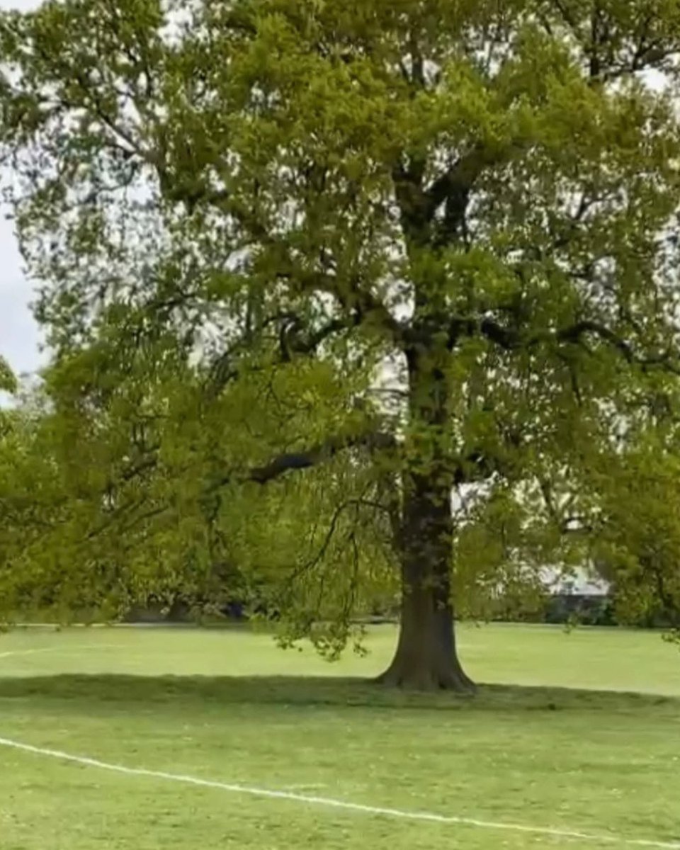 Middle Please, Umpire tweet media