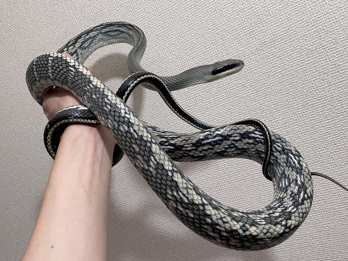 皆に評判の良いこの個体もブルービューティにしては色も柄も薄くていかにも累代繁殖されてますって感じがするけど、俺的にはこの種自体が好きだから別にこれでいいし。なんならもう1匹のデカい個体はもっと薄いし(笑)
確かにもっと青くて柄の濃い個体も欲しいけどそれとこれは別。狙って探すモノ。